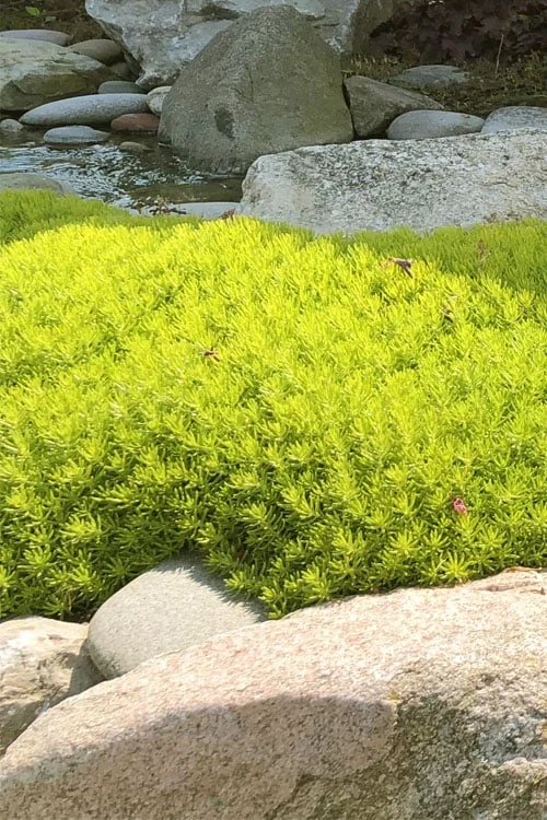 Lemon Ball Sedum - 3 Pack Of Quart Pots - Image 6