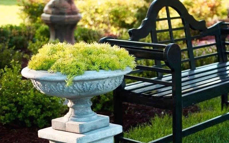 Lemon Ball Sedum - 3 Pack Of Quart Pots - Image 7