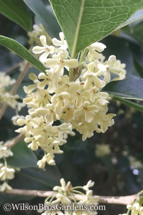 Fragrant White Tea Olive - 5 Pack Of Quart Pots