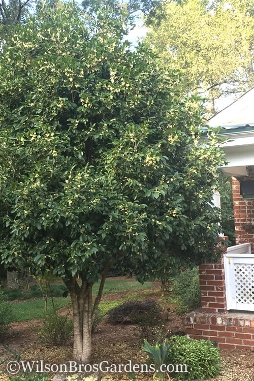 Fragrant White Tea Olive - 5 Pack Of Quart Pots - Image 4