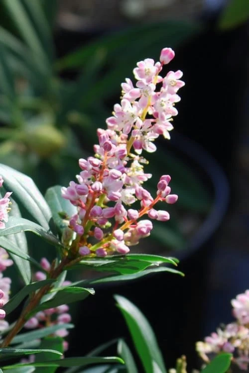Chipolo Pink Titi Tree - Cliftonia Monophylla - 3 Gallon Pot - Image 6