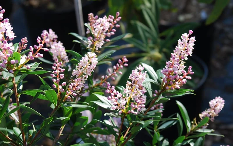 Chipolo Pink Titi Tree - Cliftonia Monophylla - 3 Gallon Pot - Image 4