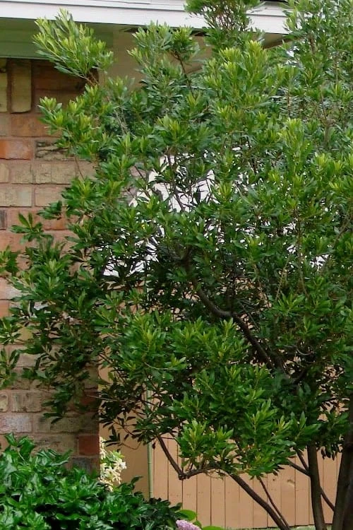 Chipolo Pink Titi Tree - Cliftonia Monophylla - 3 Gallon Pot - Image 5