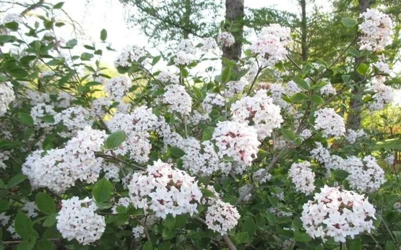 Juddi Fragrant Snowball Viburnum - 3 Gallon Pot - Image 4