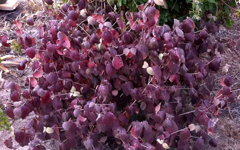 Juddi Fragrant Snowball Viburnum - 3 Gallon Pot - Image 5