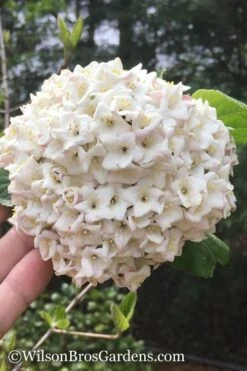 Fragrant Snowball Viburnum Carlesii 'Korean Spice' - 2 Gallon Pot