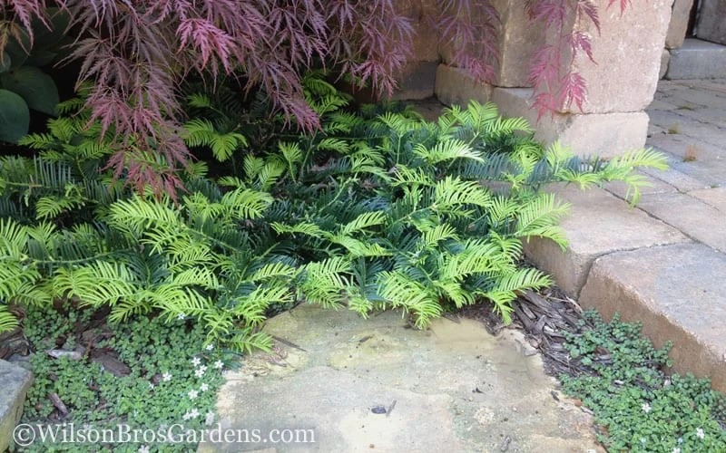 Creeping Japanese Plum Yew (Cephalotaxus Harringtonia 'Prostrata') - 1 Gallon Pot - Image 7
