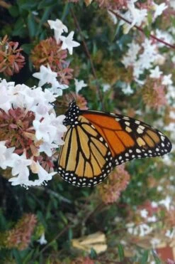 Little Richard Dwarf Abelia - 3 Gallon Pot