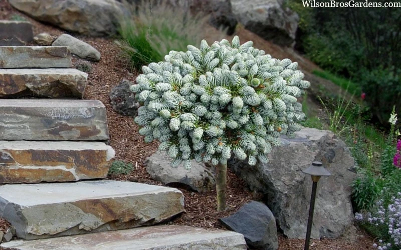 Ice Breaker Korean Fir (Single Trunk Topiary) - 3 Gallon Pot - Image 5