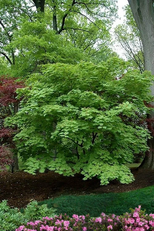Emmett's Pumpkin Japanese Maple (Acer Japonicum) - 1 Gallon Pot - Image 6