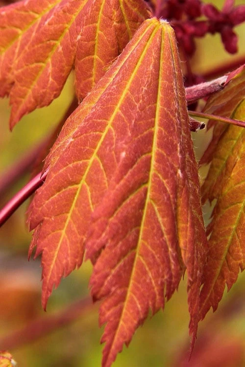 Emmett's Pumpkin Japanese Maple (Acer Japonicum) - 1 Gallon Pot - Image 5