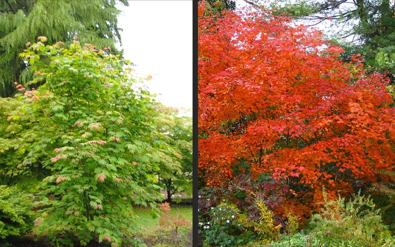 Emmett's Pumpkin Japanese Maple (Acer Japonicum) - 1 Gallon Pot - Image 12