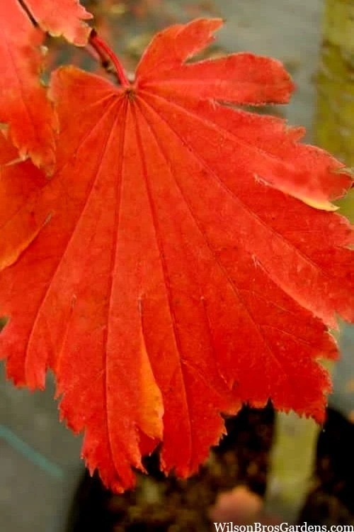 Emmett's Pumpkin Japanese Maple (Acer Japonicum) - 1 Gallon Pot - Image 9