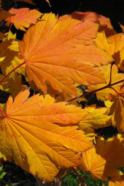 Emmett's Pumpkin Japanese Maple (Acer Japonicum) - 1 Gallon Pot - Image 8