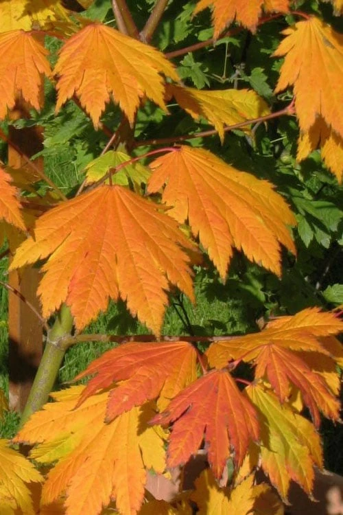 Emmett's Pumpkin Japanese Maple (Acer Japonicum) - 1 Gallon Pot - Image 7