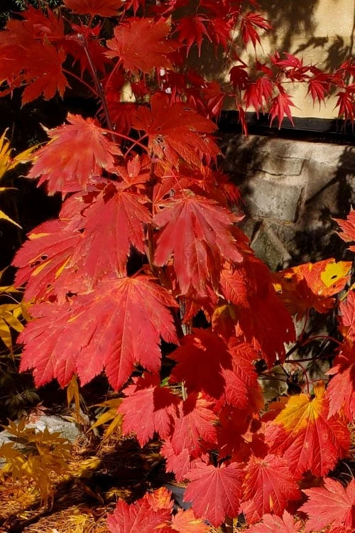 Emmett's Pumpkin Japanese Maple (Acer Japonicum) - 1 Gallon Pot - Image 10