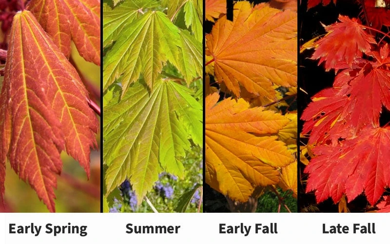 Emmett's Pumpkin Japanese Maple (Acer Japonicum) - 1 Gallon Pot - Image 4