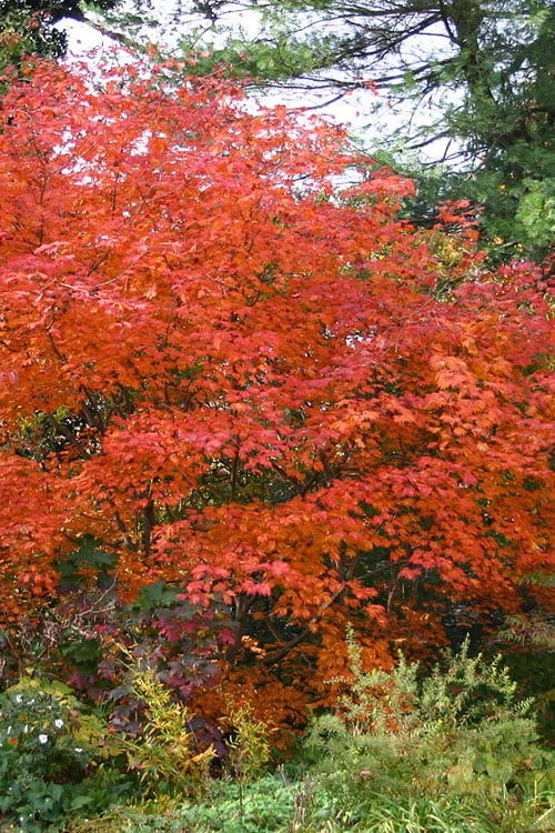 Emmett's Pumpkin Japanese Maple (Acer Japonicum) - 1 Gallon Pot - Image 11