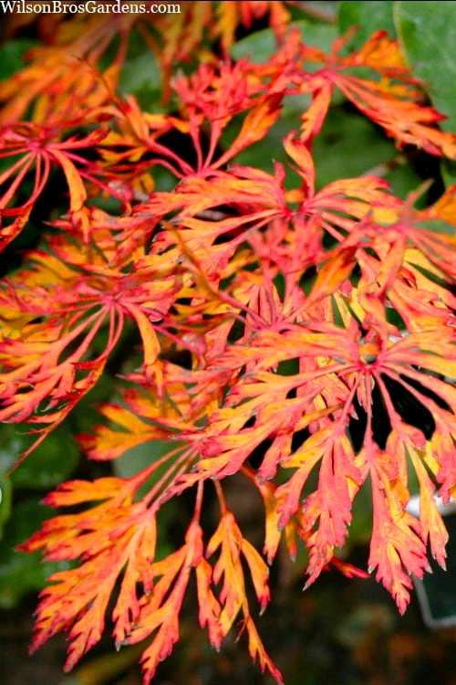 Fairy Lights Full Moon Japanese Maple - 3 Gallon Pot - Image 5
