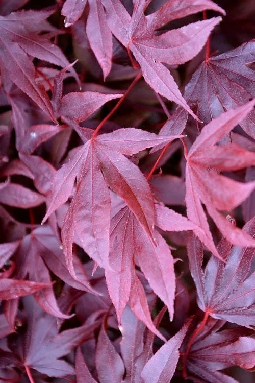Adrian's Compact Japanese Maple - 5 Gallon Pot - Image 5