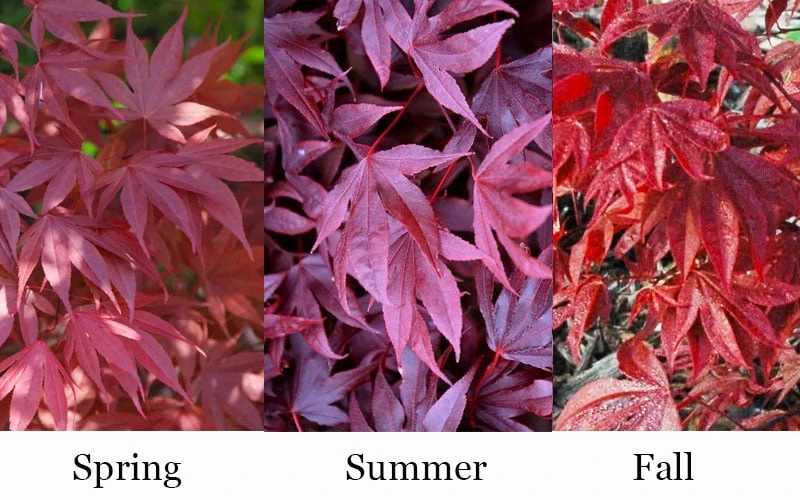 Adrian's Compact Japanese Maple - 5 Gallon Pot - Image 4