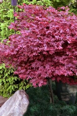 Adrian's Compact Japanese Maple - 5 Gallon Pot