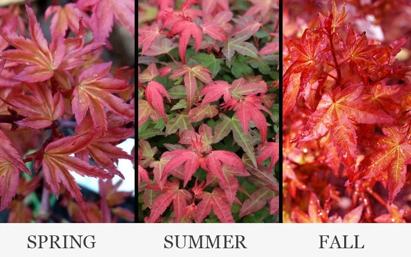 Beni Hime Dwarf Japanese Maple - 3 Gallon Pot - Image 5