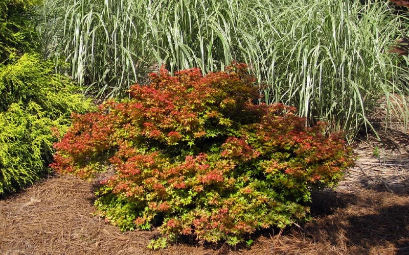 Beni Hime Dwarf Japanese Maple - 3 Gallon Pot - Image 4