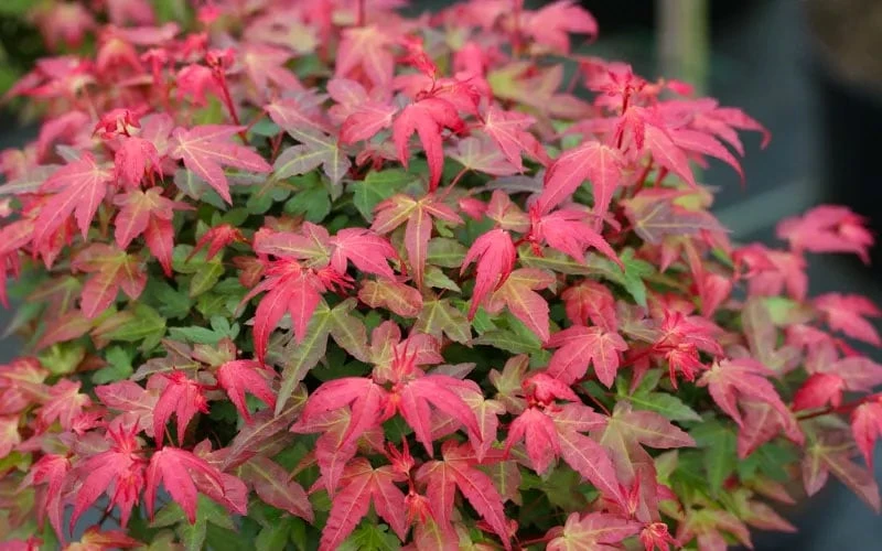Beni Hime Dwarf Japanese Maple - 3 Gallon Pot - Image 7