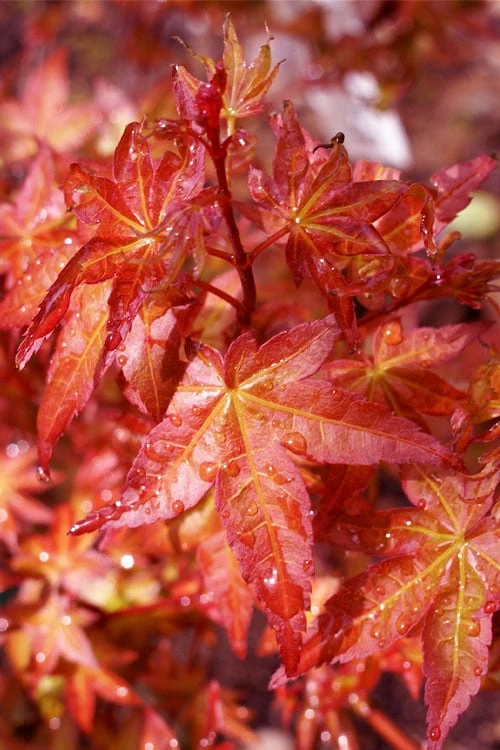 Beni Hime Dwarf Japanese Maple - 3 Gallon Pot - Image 8