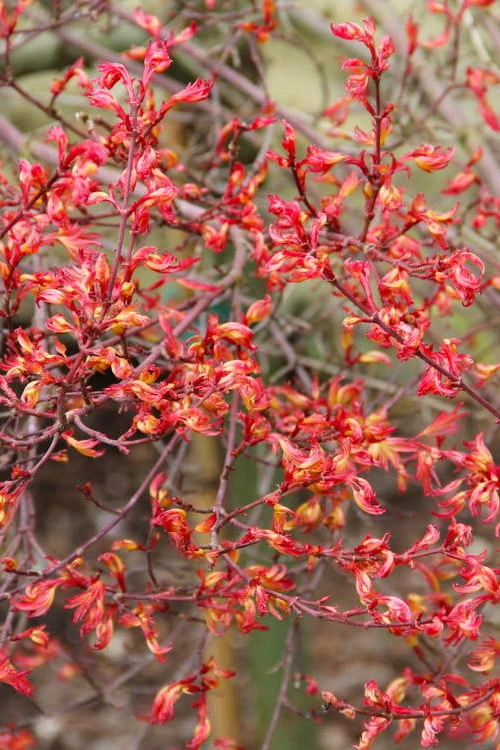 Beni Hime Dwarf Japanese Maple - 3 Gallon Pot - Image 9