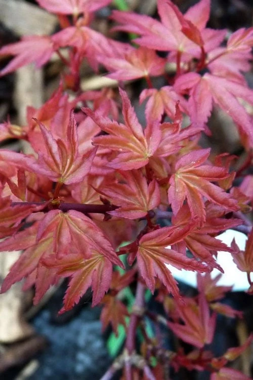 Beni Hime Dwarf Japanese Maple - 3 Gallon Pot - Image 6