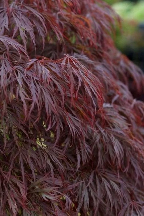 Crimson Queen Dwarf Japanese Maple (High Graft Tree Form) - 2 Gallon Pot - Image 5