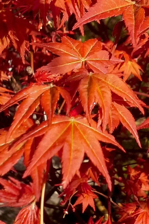 Dragon Tears Japanese Maple - 3 Gallon Pot - Image 6