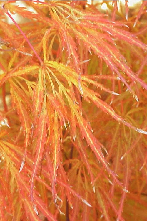 Edgewood's Golden Japanese Maple - 3 Gallon Pot - Image 5