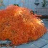 Edgewood's Golden Japanese Maple - 3 Gallon Pot