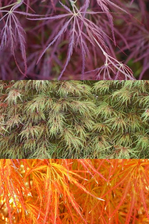 Edgewood's Golden Japanese Maple - 3 Gallon Pot - Image 4