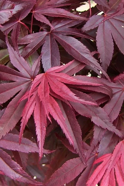 Emperor 1 Japanese Maple - 2 Gallon Pot - Image 6