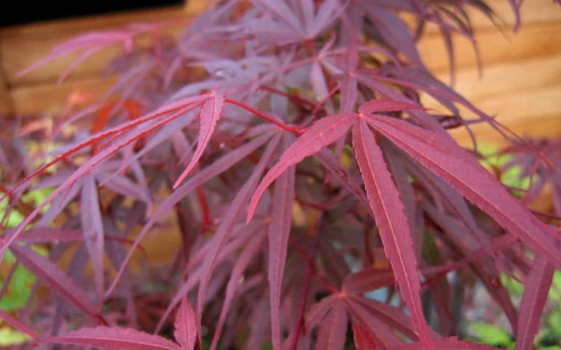Ribbon Leaf Japanese Maple (Acer Palmatum 'Atrolineare') - 3 Gallon Pot - Image 7