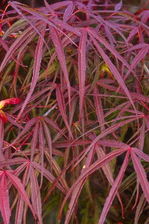 Ribbon Leaf Japanese Maple (Acer Palmatum 'Atrolineare') - 3 Gallon Pot - Image 6