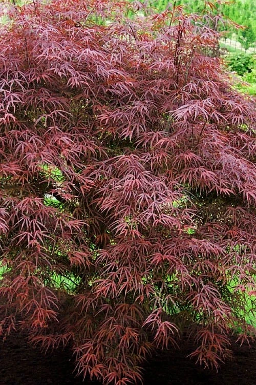 Ribbon Leaf Japanese Maple (Acer Palmatum 'Atrolineare') - 3 Gallon Pot - Image 4