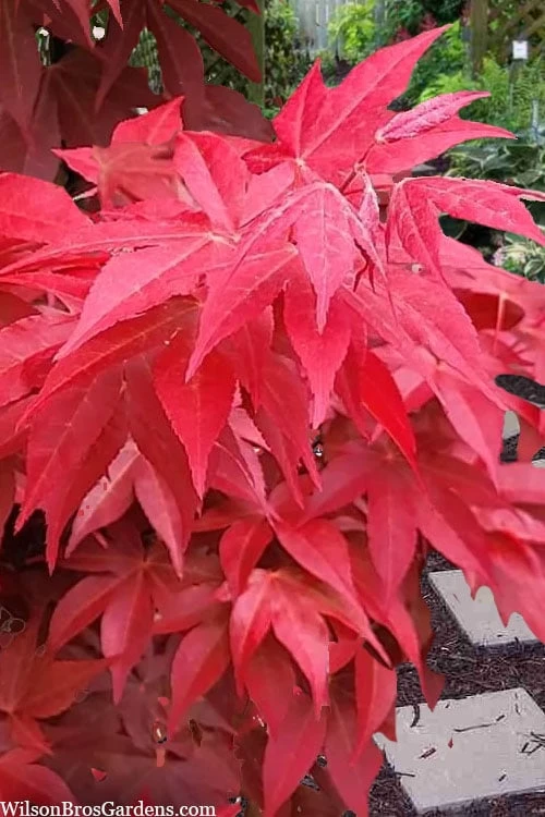 Gable's Glory Chameleon Japanese Maple - 1 Gallon Pot - Image 6