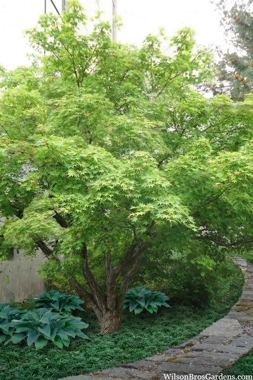Green Leaf Japanese Maple (Acer Palmatum) - 5 Gallon Pot