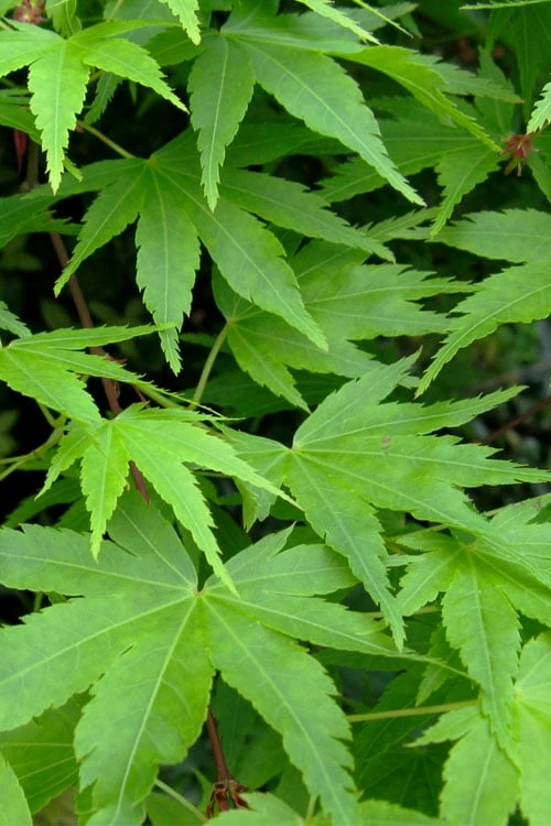 Green Leaf Japanese Maple (Acer Palmatum) - 5 Gallon Pot - Image 7