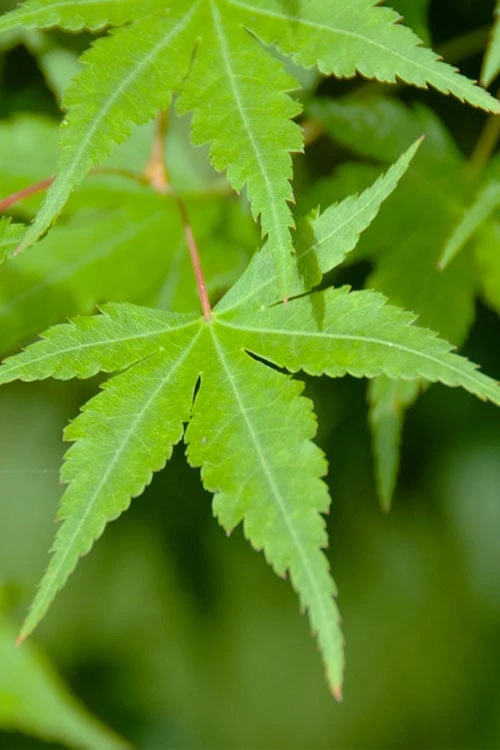 Green Leaf Japanese Maple (Acer Palmatum) - 5 Gallon Pot - Image 4