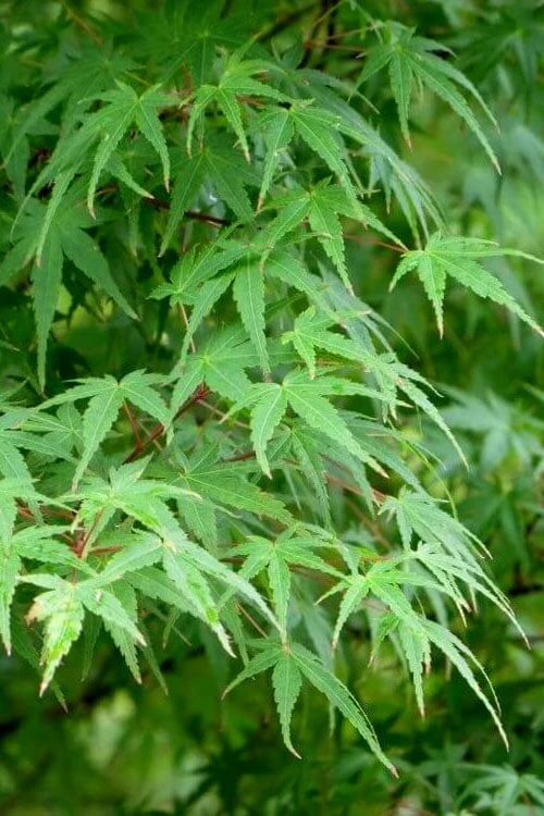 Green Leaf Japanese Maple (Acer Palmatum) - 5 Gallon Pot - Image 6