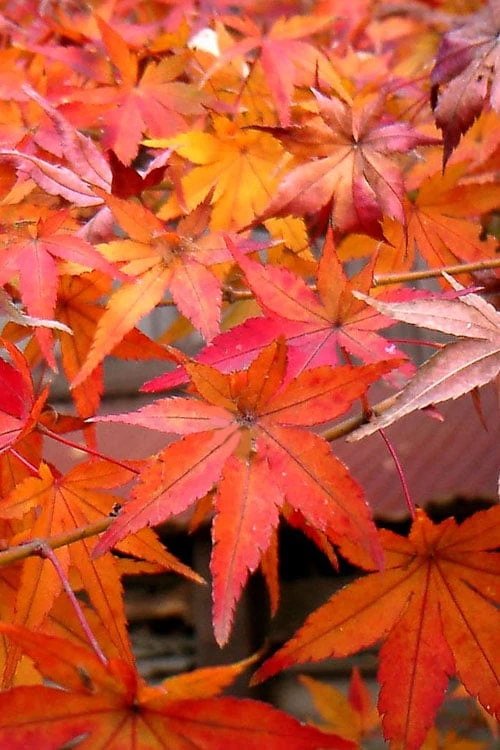 Green Leaf Japanese Maple (Acer Palmatum) - 5 Gallon Pot - Image 5