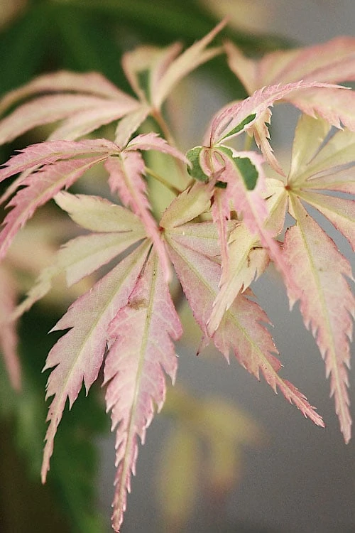 Hana Tsukasa Japanese Maple - 3 Gallon Pot (2-3')