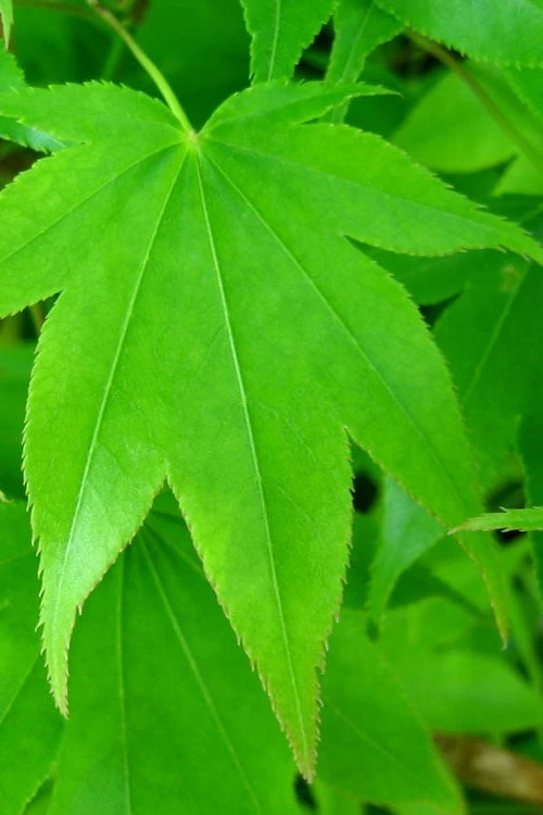 Hogyoku Japanese Maple - 3 Gallon Pot - Image 7