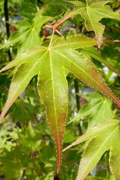 Hogyoku Japanese Maple - 3 Gallon Pot - Image 6